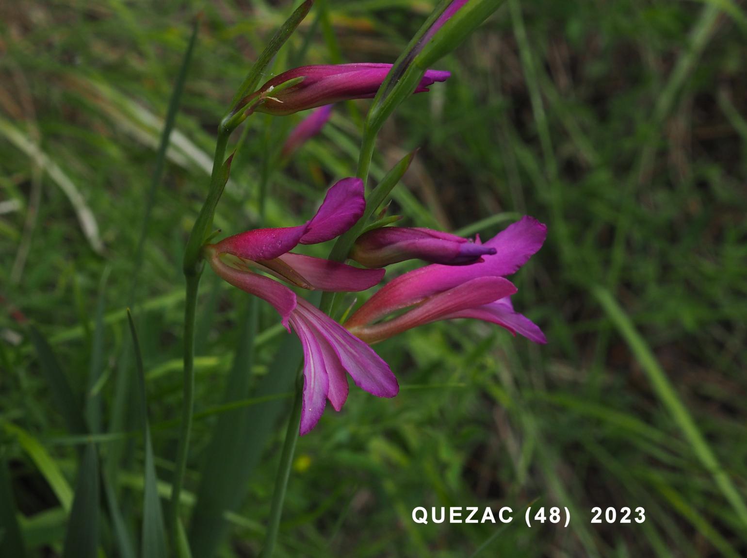 Gladiolus, Corn